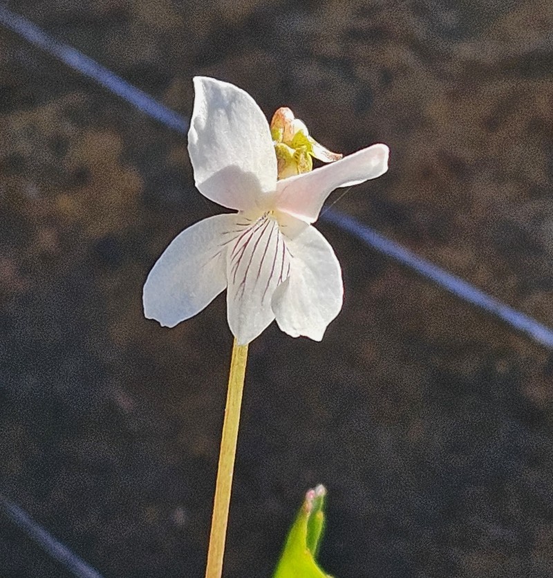 Viola primulifolia var. occidentalis photo 2