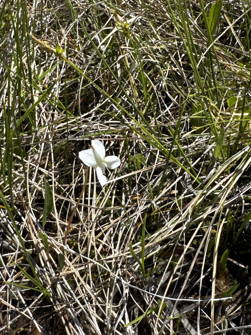 Viola primulifolia var. occidentalis photo 3