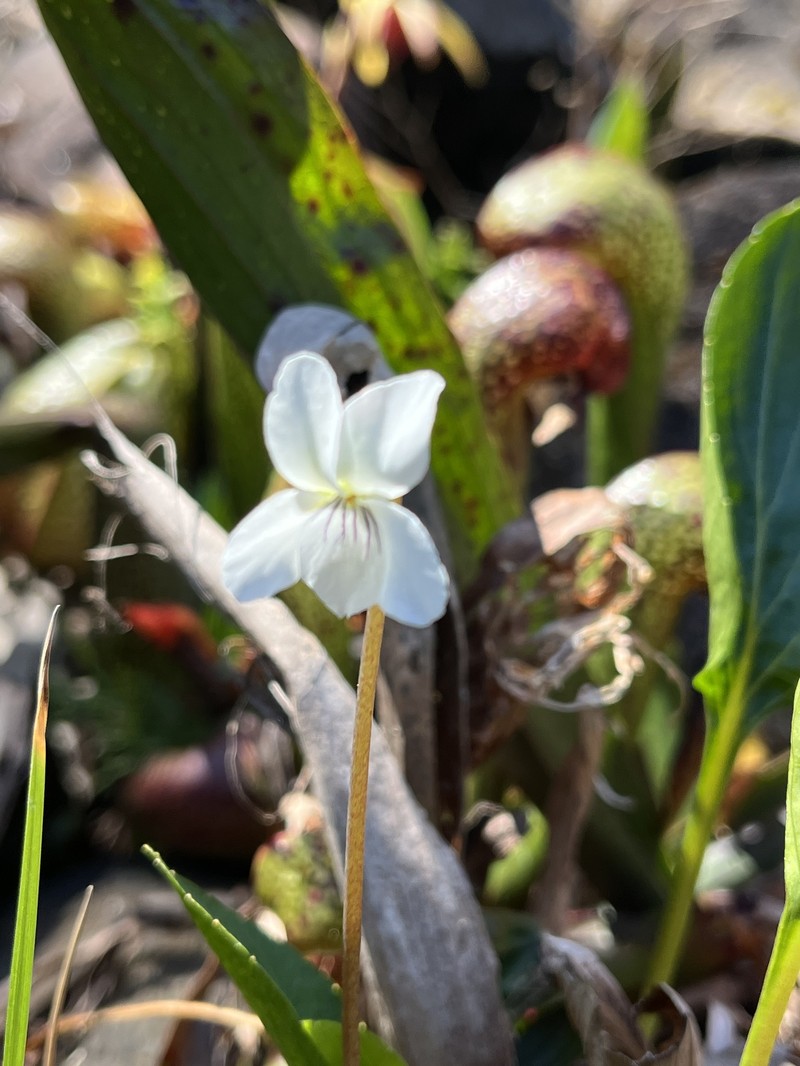 Viola primulifolia var. occidentalis photo 4