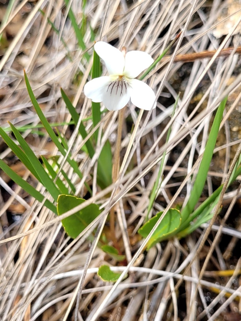 Viola primulifolia var. occidentalis photo 5