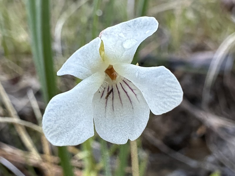 Viola primulifolia var. occidentalis photo 6