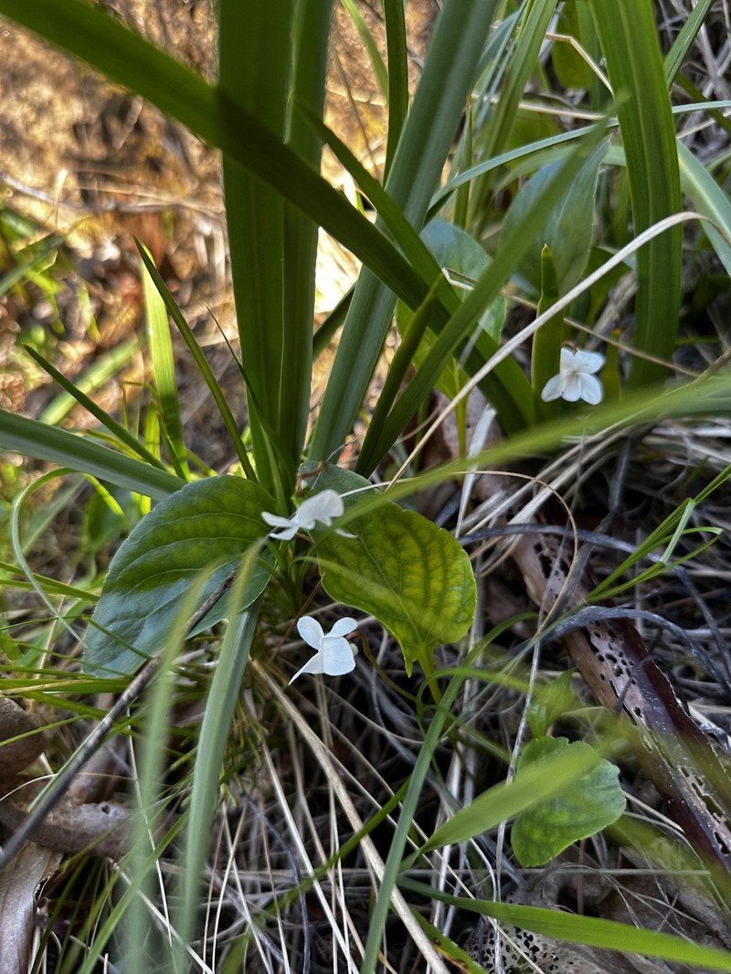 Viola primulifolia var. occidentalis photo 8