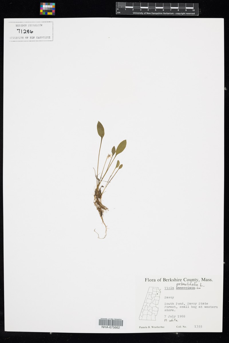 Viola primulifolia var. primulifolia photo 2