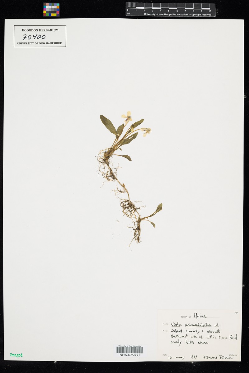 Viola primulifolia var. primulifolia photo 3