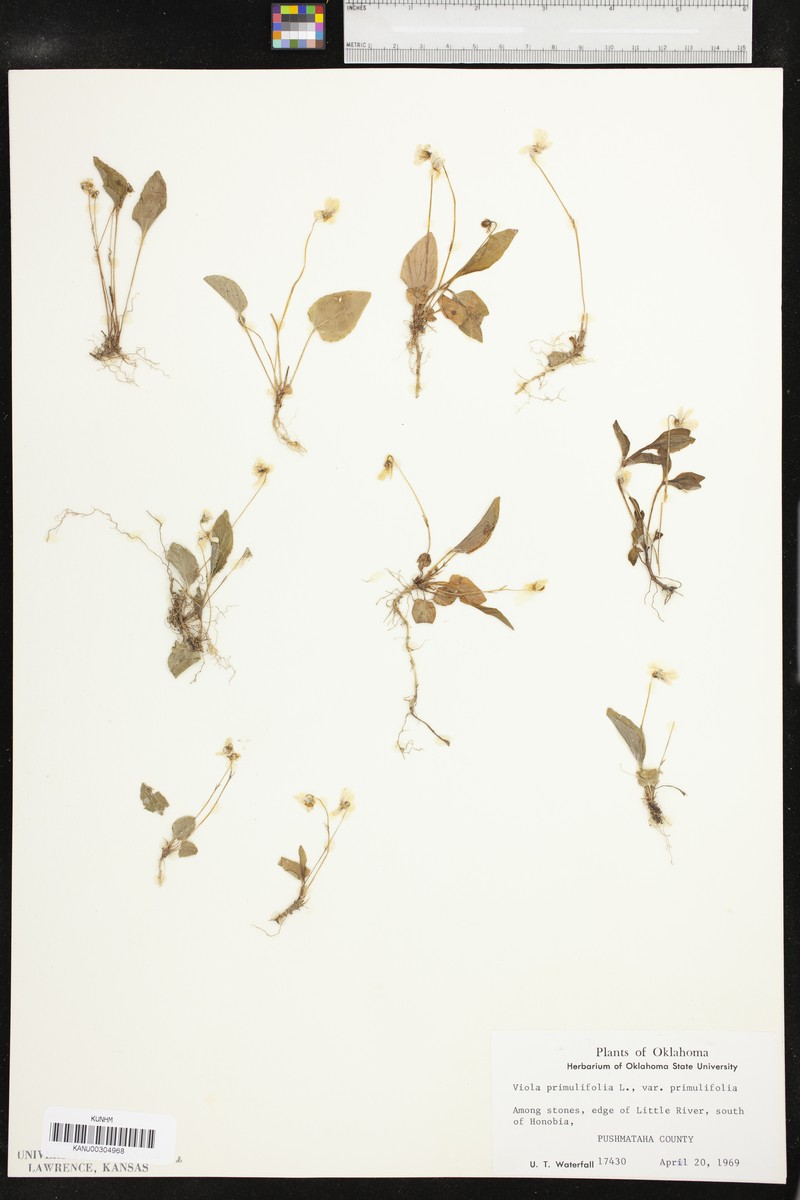Viola primulifolia var. primulifolia photo 4