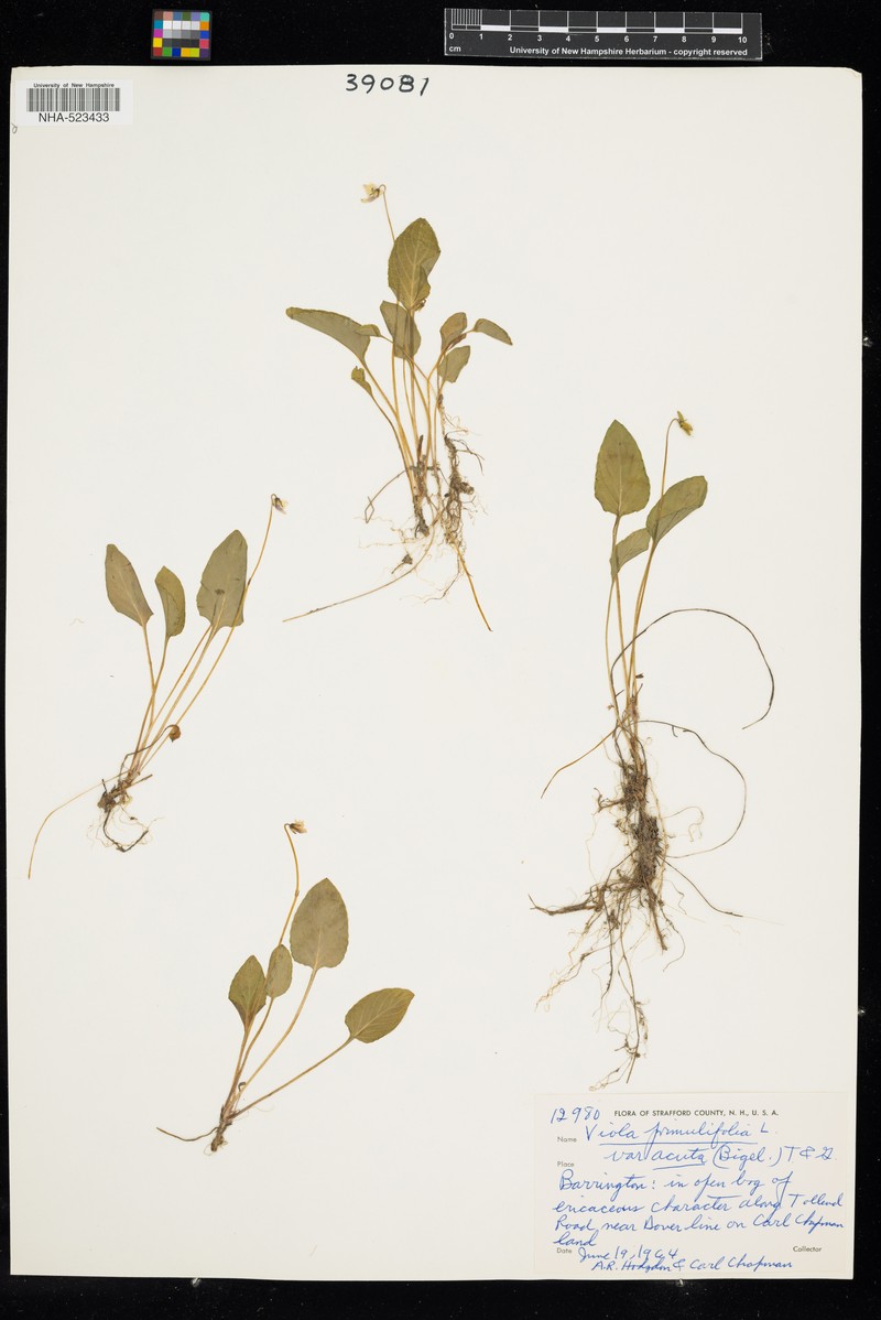 Viola primulifolia var. primulifolia photo 5