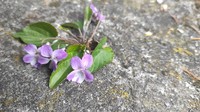 Viola prionantha