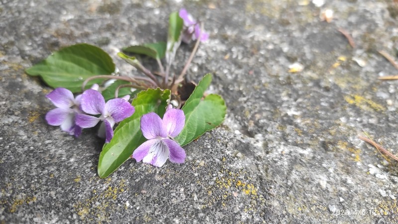 Viola prionantha