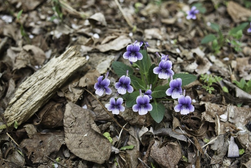 Viola prionantha photo 2