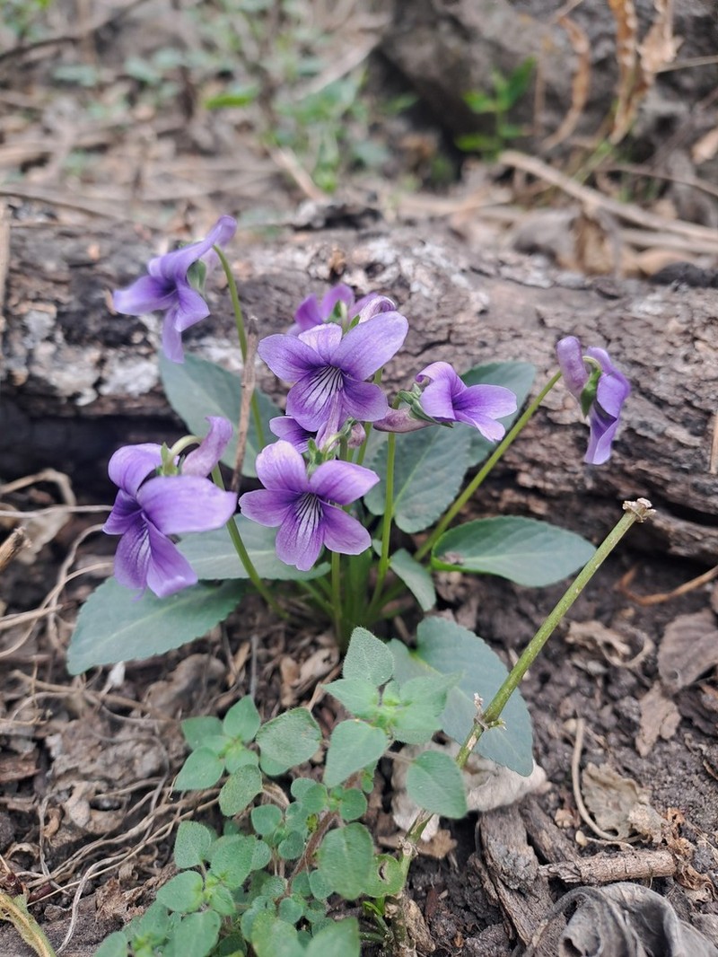 Viola prionantha photo 3