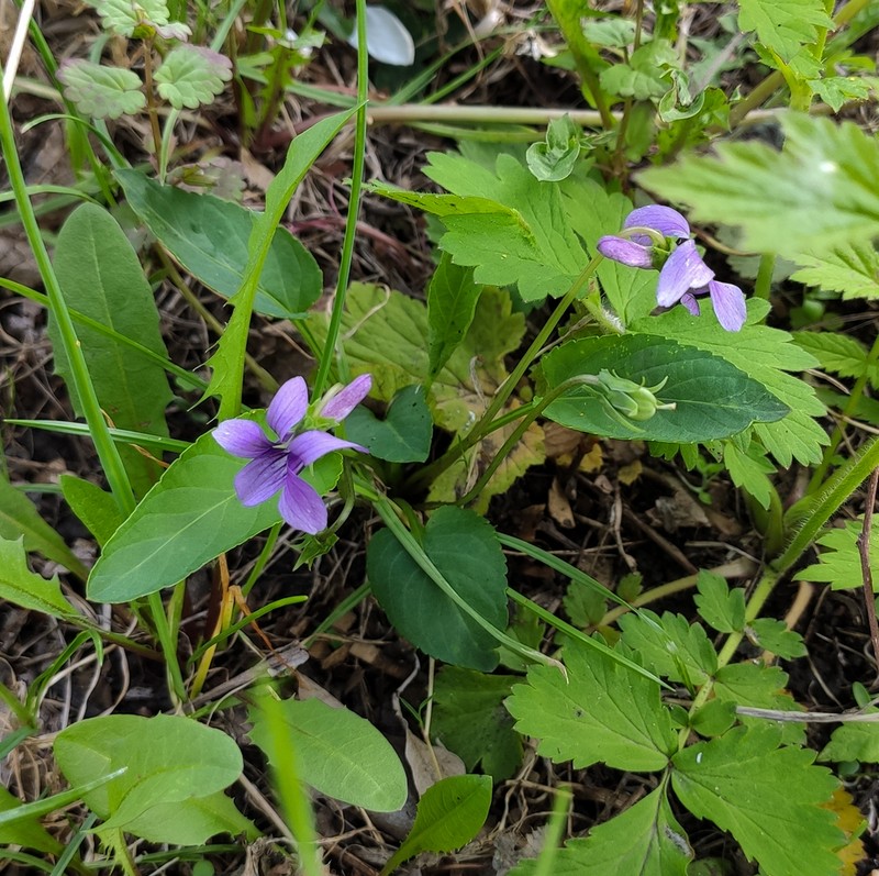 Viola prionantha photo 4
