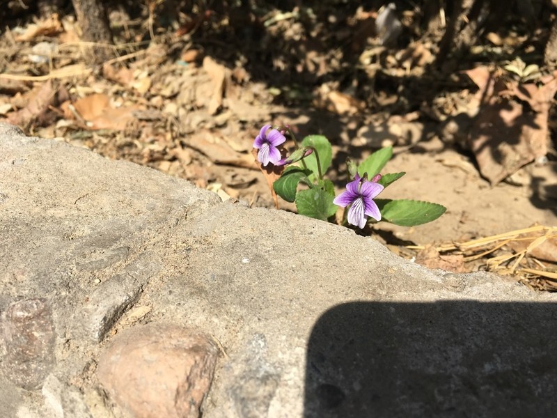 Viola prionantha photo 5
