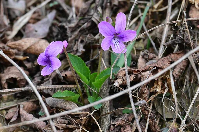 Viola prionantha photo 6