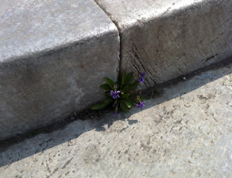 Viola prionantha photo 7