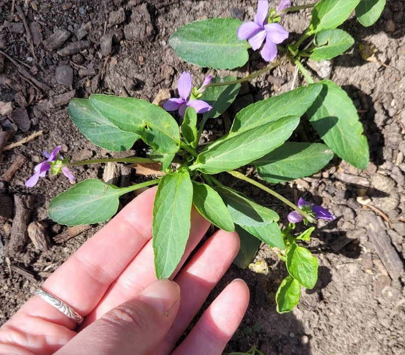 Viola prionantha photo 8