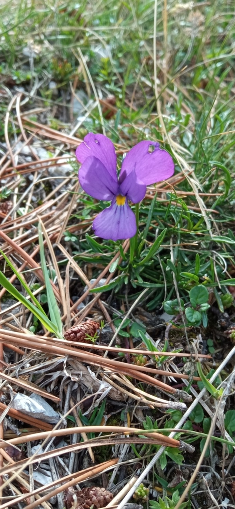 Viola pseudograeca photo 2