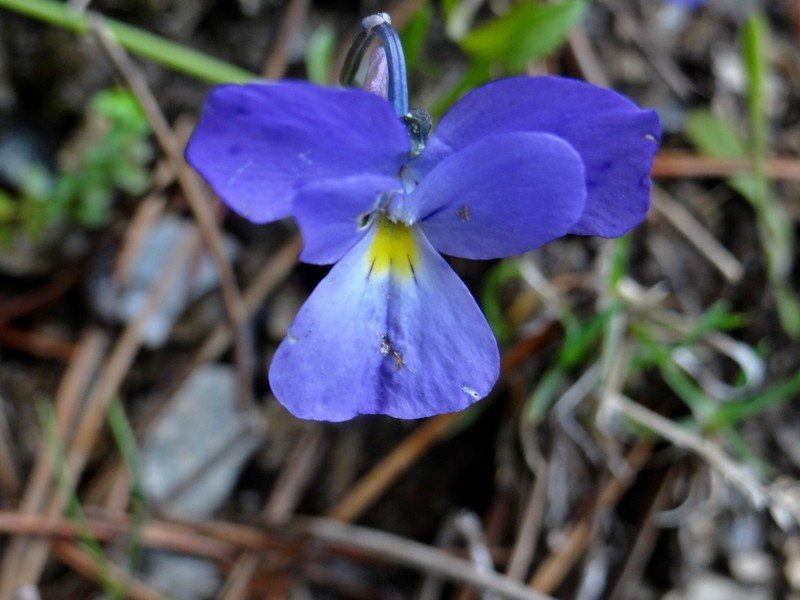 Viola pseudograeca photo 3