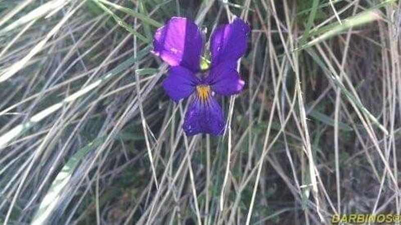 Viola pseudograeca photo 4