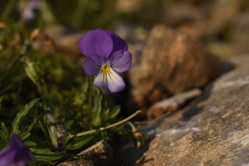 Viola pseudograeca photo 5