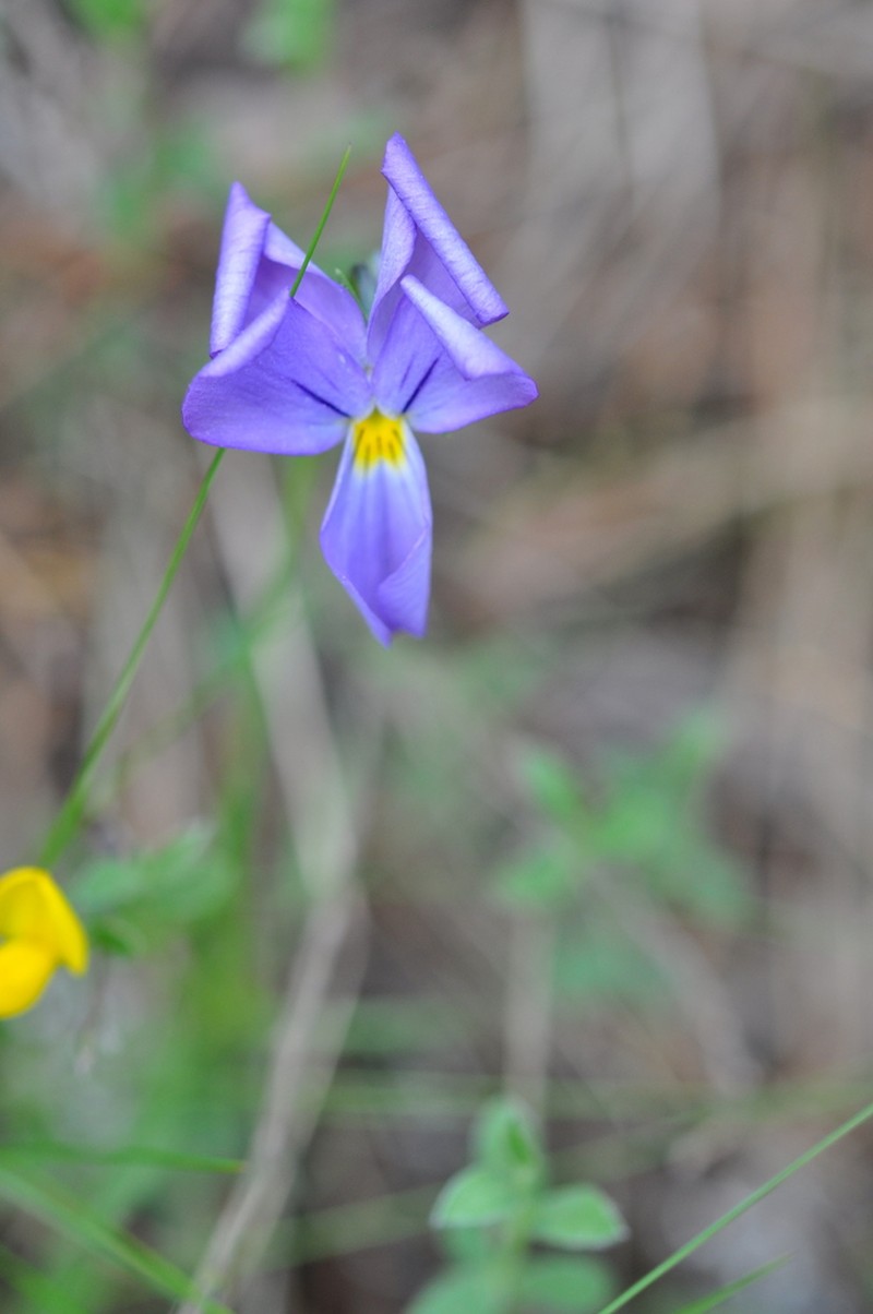 Viola pseudograeca photo 6