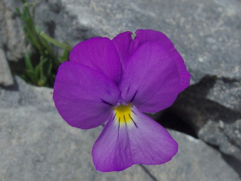 Viola pseudograeca photo 8