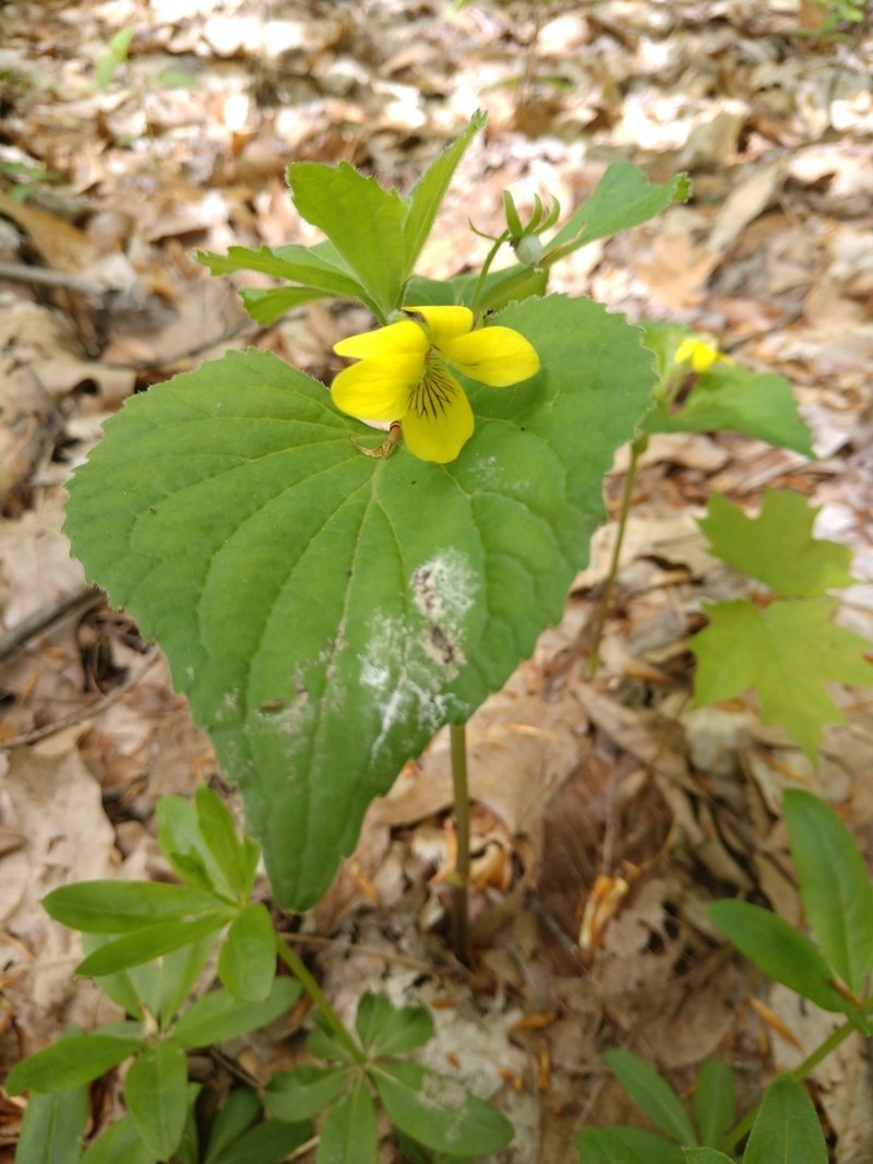 Downy Yellow Violet photo 2