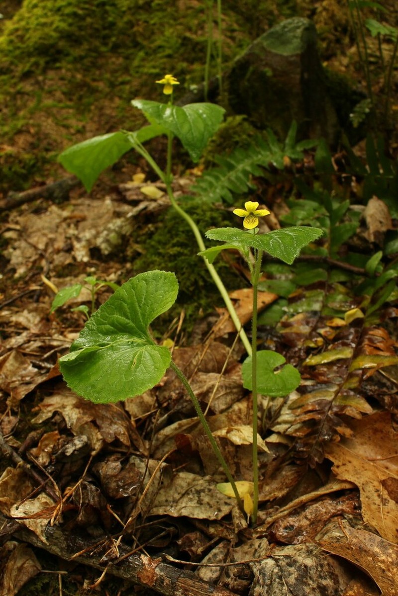 Downy Yellow Violet photo 3