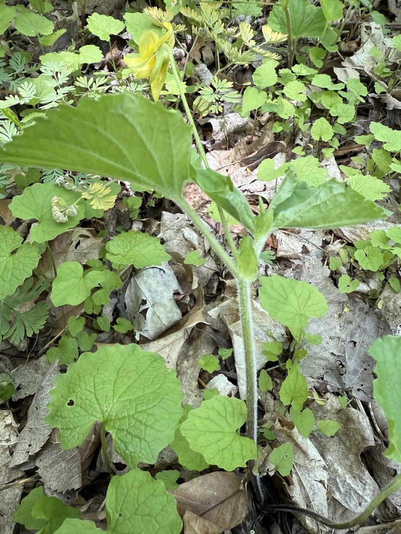 Downy Yellow Violet photo 4