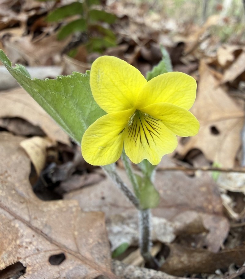 Downy Yellow Violet photo 5
