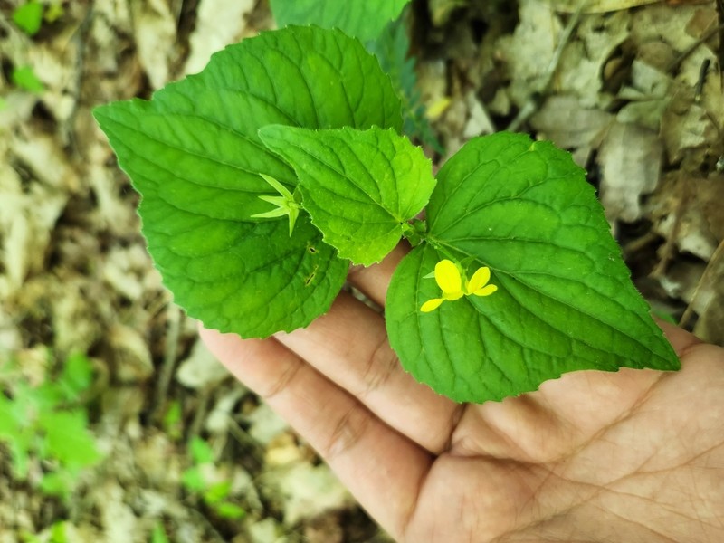 Downy Yellow Violet photo 6
