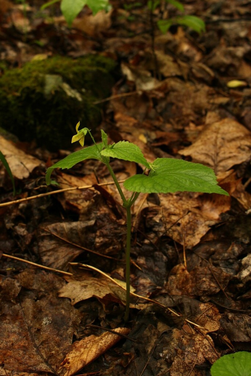 Downy Yellow Violet photo 7