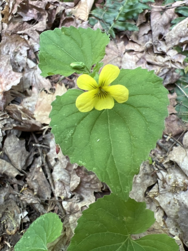 Downy Yellow Violet photo 8