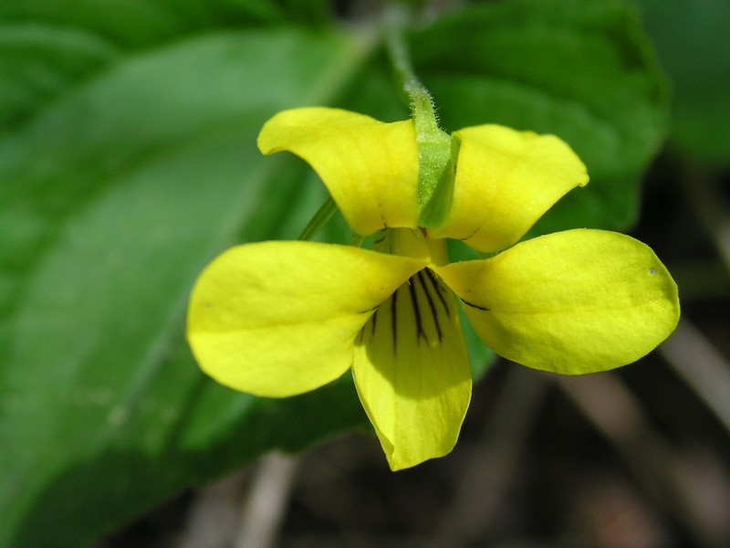 Downy Yellow Violet photo 6