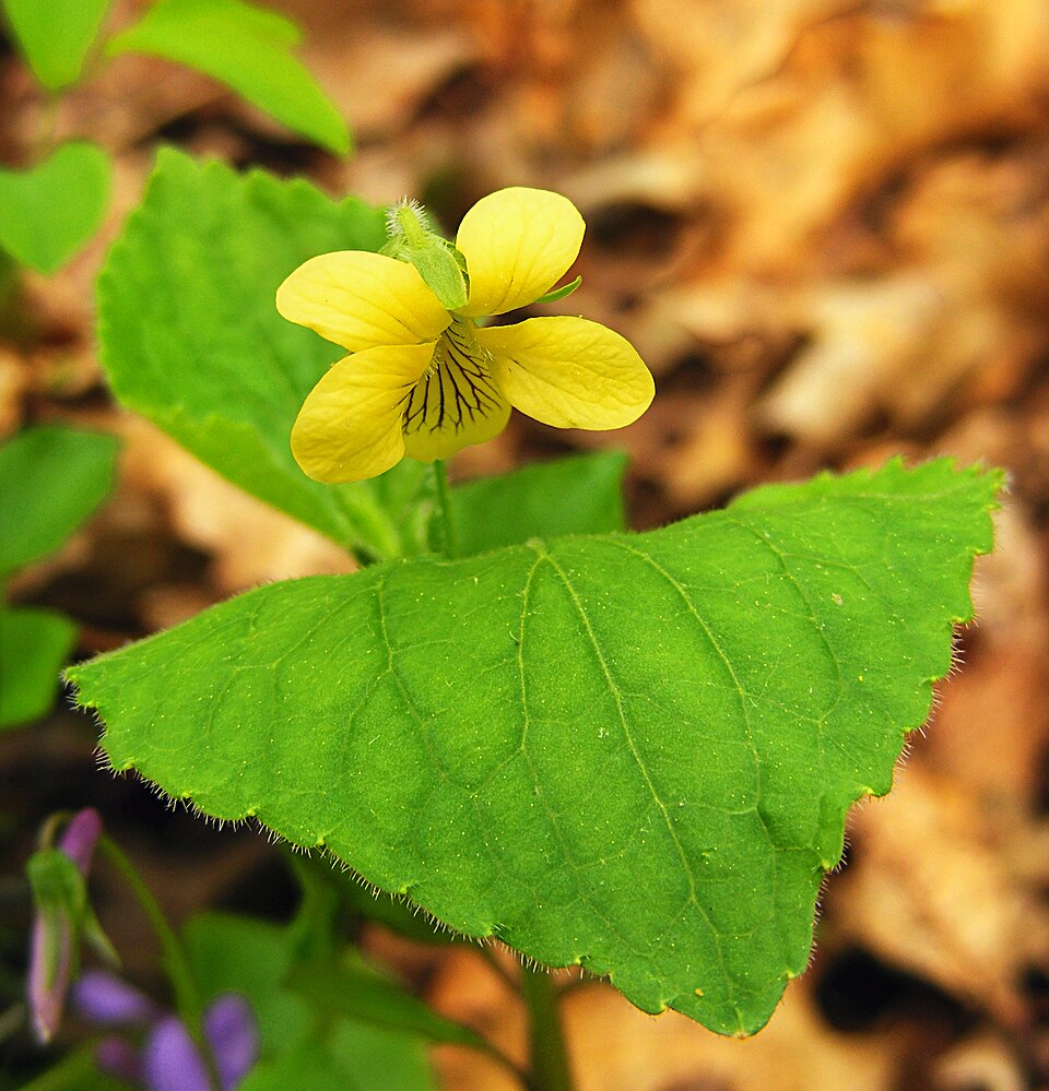 Downy Yellow Violet