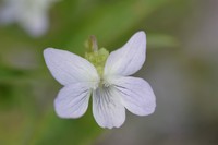 Viola pumila