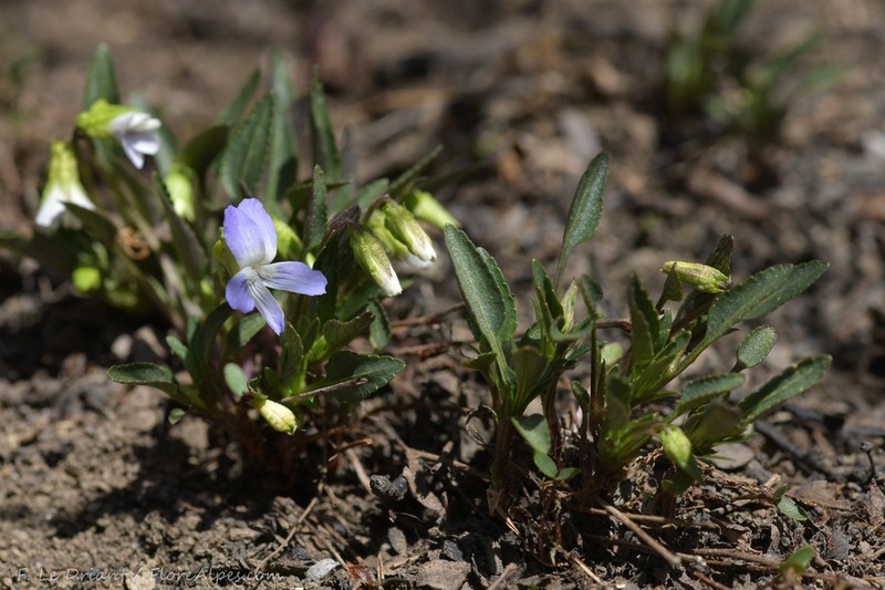Viola pumila photo 2