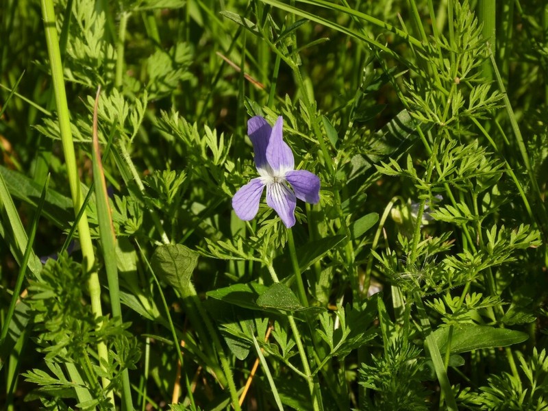Viola pumila photo 3