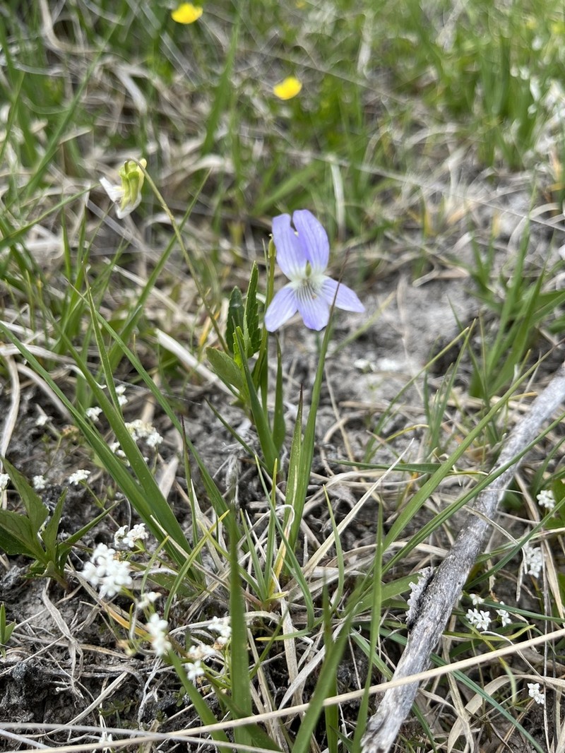 Viola pumila photo 4