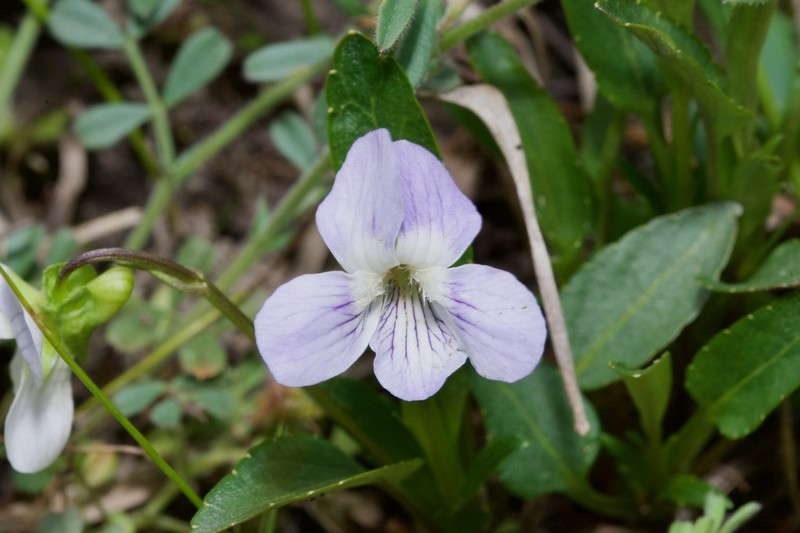Viola pumila photo 5