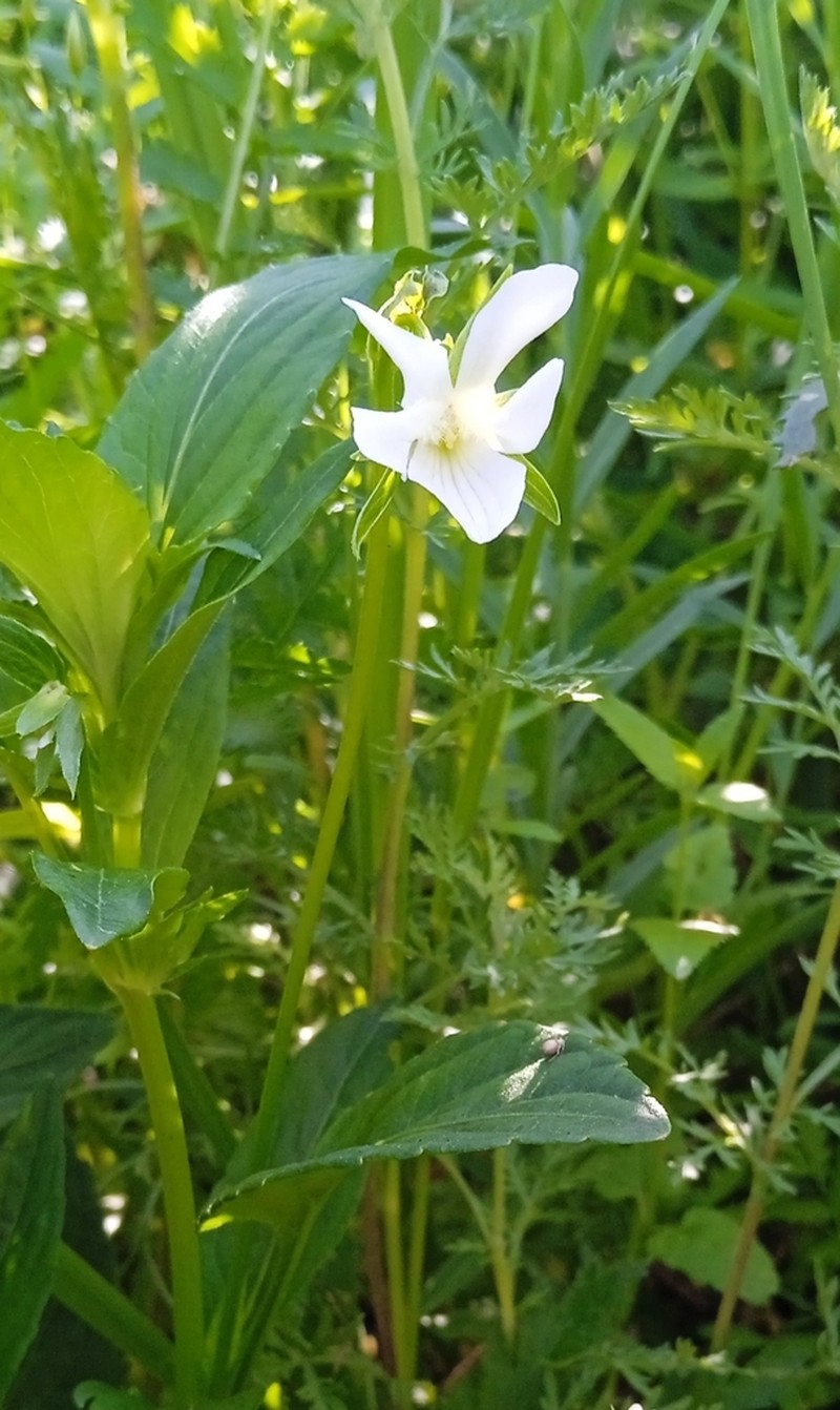 Viola pumila photo 6