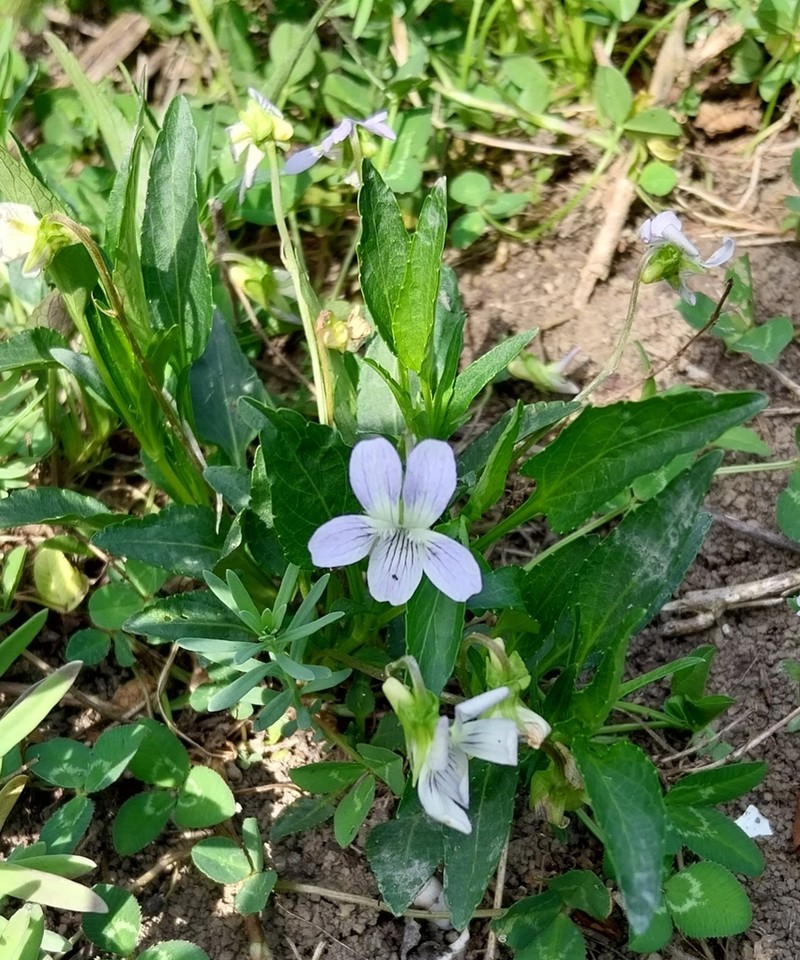 Viola pumila photo 8