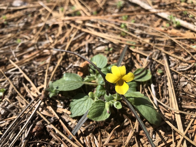 Goosefoot Violet photo 2