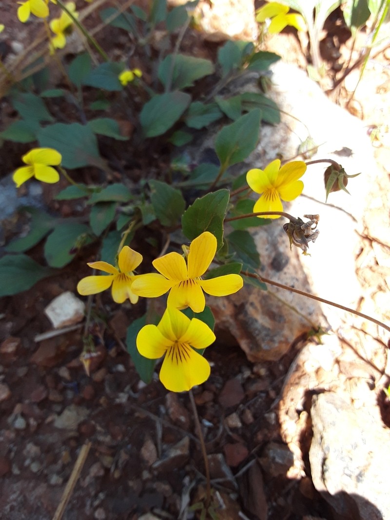Goosefoot Violet photo 3