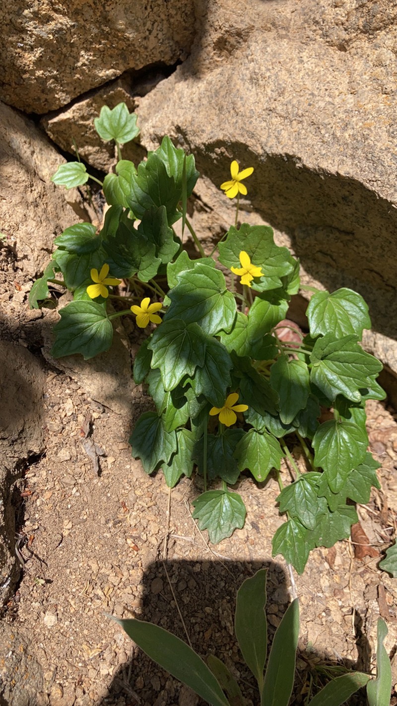Goosefoot Violet photo 4