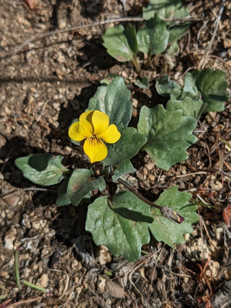 Goosefoot Violet photo 5