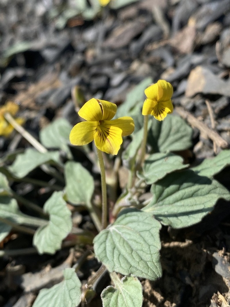 Goosefoot Violet photo 6