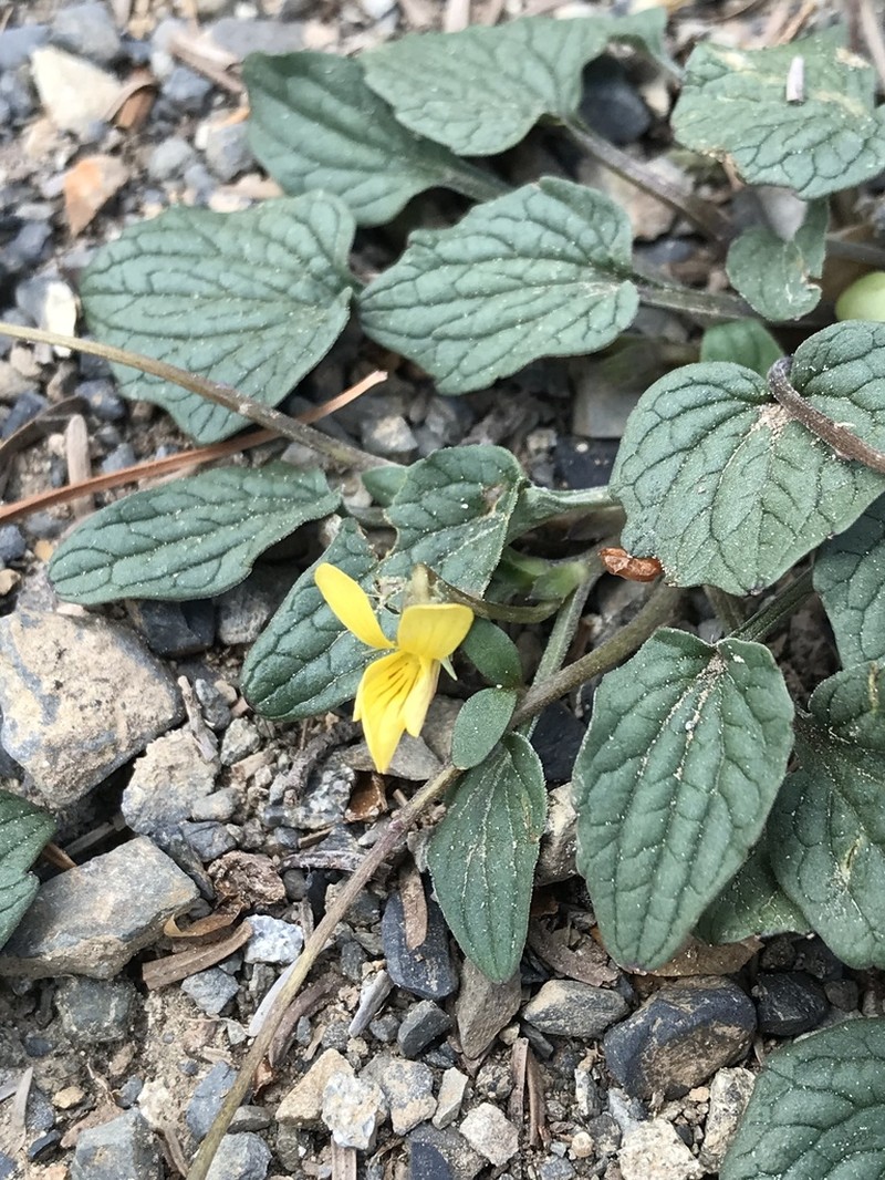 Goosefoot Violet photo 7