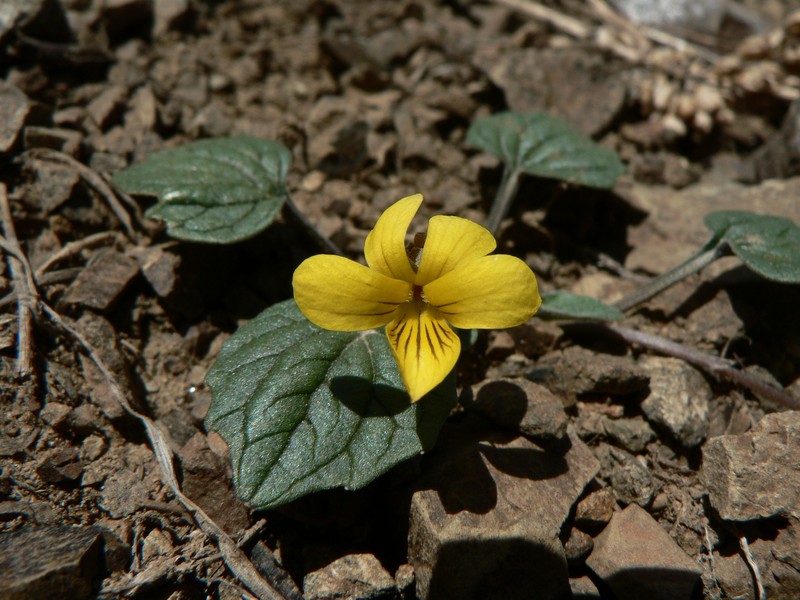 Goosefoot Violet