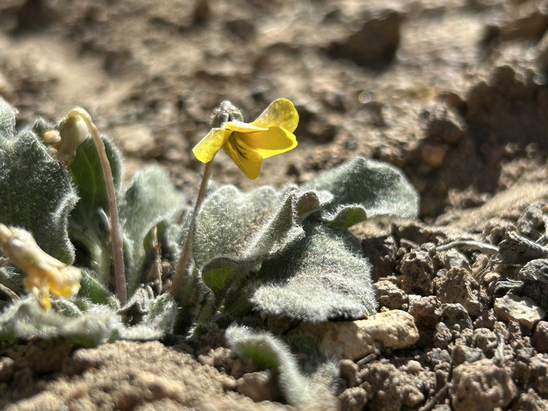 Golden Violet photo 3