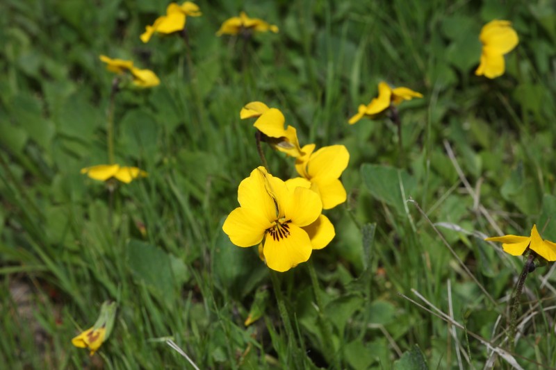 Golden Violet photo 4